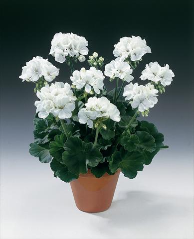 foto van een variëteit aan bloemen, te gebruiken als: Potplant, perkplant, patioplant Pelargonium zonale pac® Glacis