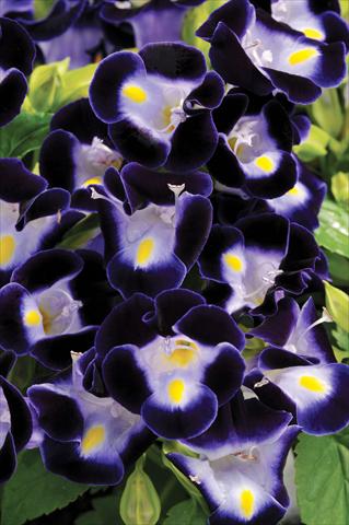 foto van een variëteit aan bloemen, te gebruiken als: Potplant, perkplant, patioplant Torenia Kauai™ Deep Blue