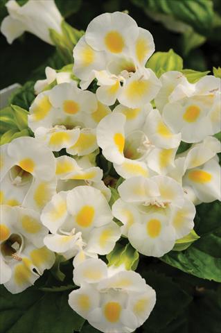 foto van een variëteit aan bloemen, te gebruiken als: Potplant, perkplant, patioplant Torenia Kauai™ Lemon Drop