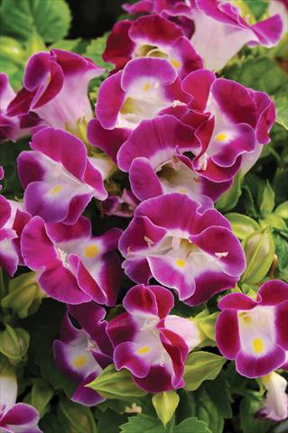 foto van een variëteit aan bloemen, te gebruiken als: Potplant, perkplant, patioplant Torenia Kauai™ Magenta