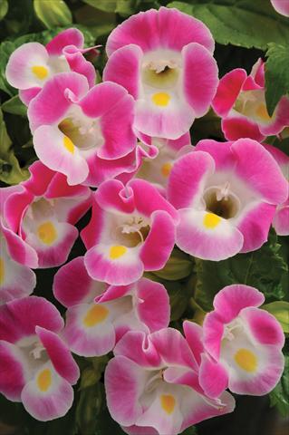 foto van een variëteit aan bloemen, te gebruiken als: Potplant, perkplant, patioplant Torenia Kauai™ Rose