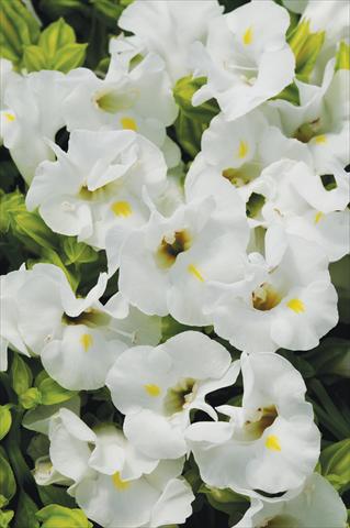 foto van een variëteit aan bloemen, te gebruiken als: Potplant, perkplant, patioplant Torenia Kauai™ White