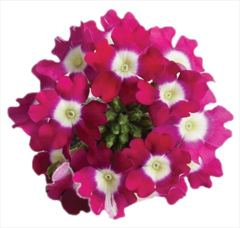 foto van een variëteit aan bloemen, te gebruiken als: Potplant, patioplant, korfplant Verbena Venturi™ Cherry with Eye
