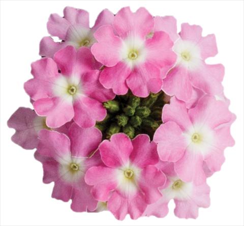 foto van een variëteit aan bloemen, te gebruiken als: Potplant, patioplant, korfplant Verbena Venturi™ Pink with Eye