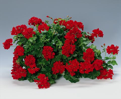 foto van een variëteit aan bloemen, te gebruiken als: Perkplant, patioplant, korfplant Pelargonium peltatum pac® Granatit