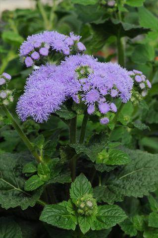 foto van een variëteit aan bloemen, te gebruiken als: Pot - en perkplant Ageratum houstonianum Everest Blue