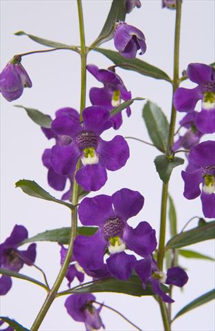 foto van een variëteit aan bloemen, te gebruiken als: Potplant, perkplant, patioplant, korfplant Angelonia angustifolia Blue
