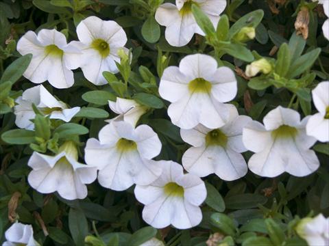 foto van een variëteit aan bloemen, te gebruiken als: Potplant, perkplant, patioplant, korfplant Calibrachoa Sweet Bells® Snowberry