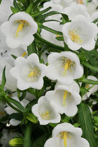 foto van een variëteit aan bloemen, te gebruiken als: Pot - en perkplant Campanula medium Campana F1 White