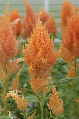 foto van een variëteit aan bloemen, te gebruiken als: Pot Celosia plumosa Sunday Orange