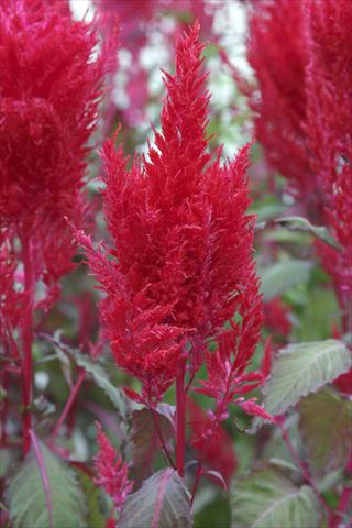 foto van een variëteit aan bloemen, te gebruiken als: Pot Celosia plumosa Sunday Red