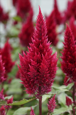 foto van een variëteit aan bloemen, te gebruiken als: Pot Celosia plumosa Sunday Wine Red