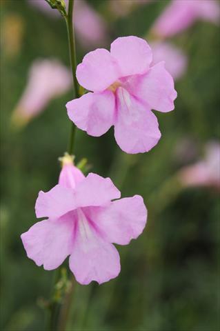 foto van een variëteit aan bloemen, te gebruiken als: Perkplant / Borders Incarvillea sinensis Cheron Pink