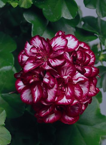 foto van een variëteit aan bloemen, te gebruiken als: Perkplant, patioplant, korfplant Pelargonium peltatum pac® Mexica Tomcat