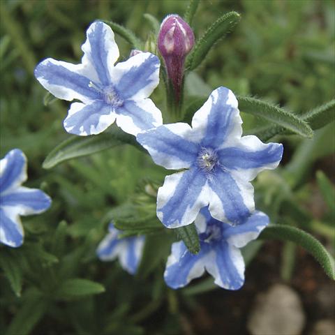 foto van een variëteit aan bloemen, te gebruiken als: Pot - en perkplant Lithodora diffusa Star