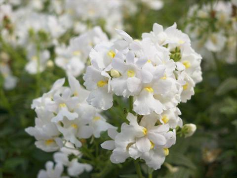 foto van een variëteit aan bloemen, te gebruiken als: Korf / Pot Nemesia Kaboutertjes Ronnie