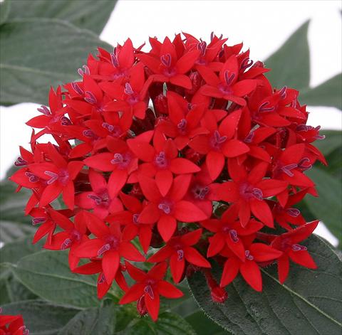 foto van een variëteit aan bloemen, te gebruiken als: Pot - en perkplant Pentas lanceolata Panic Red