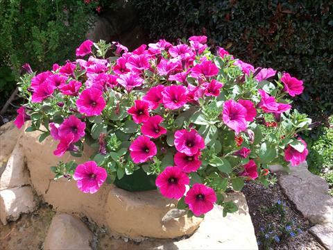 foto van een variëteit aan bloemen, te gebruiken als: Potplant, perkplant, patioplant, korfplant Petunia Sweet Pleasure® Hot Pink