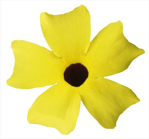 foto van een variëteit aan bloemen, te gebruiken als: Korf / Pot Thunbergia alata Lemon