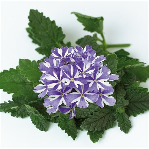 foto van een variëteit aan bloemen, te gebruiken als: Potplant, patioplant, korfplant Verbena Star Dreams Blue Star