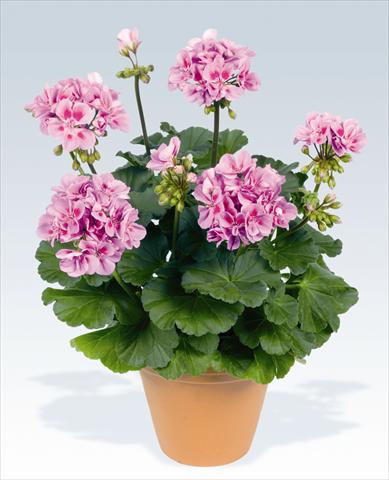 foto van een variëteit aan bloemen, te gebruiken als: Potplant, perkplant, patioplant Pelargonium zonale pac® Ameta