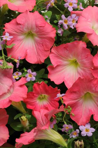 foto van een variëteit aan bloemen, te gebruiken als: Potplant, perkplant, patioplant 2 Combo Fuseables® Blue Dawn