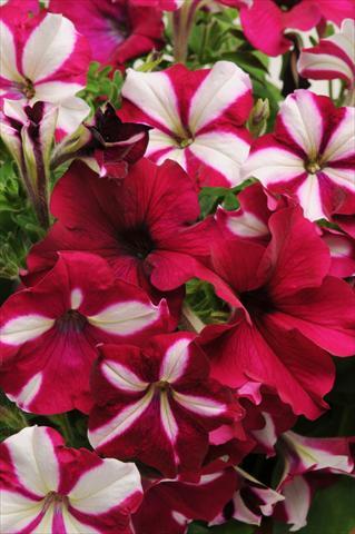 foto van een variëteit aan bloemen, te gebruiken als: Potplant, perkplant, patioplant 2 Combo Fuseables® Burgundy Starlight