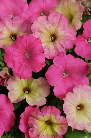 foto van een variëteit aan bloemen, te gebruiken als: Potplant, perkplant, patioplant 2 Combo Fuseables® Pink Dream