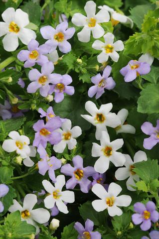 foto van een variëteit aan bloemen, te gebruiken als: Potplant, perkplant, patioplant 2 Combo Fuseables® Utopia