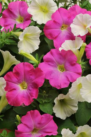 foto van een variëteit aan bloemen, te gebruiken als: Potplant, perkplant, patioplant 2 Combo Fuseables® Vogue