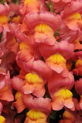 foto van een variëteit aan bloemen, te gebruiken als: Pot - en perkplant Antirrhinum majus Maryland Orange