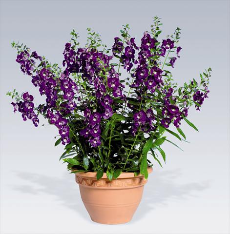 foto van een variëteit aan bloemen, te gebruiken als: Potplant, perkplant, patioplant Angelonia angustifolia pac® Adessa Deep Blue