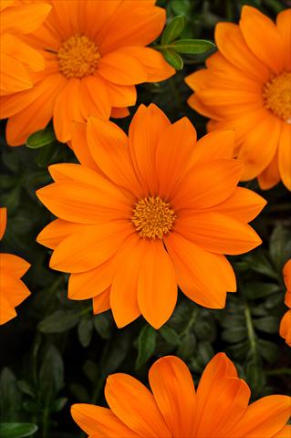 foto van een variëteit aan bloemen, te gebruiken als: Perkplant / Borders Gazania rigens New Day F1 Clear Orange