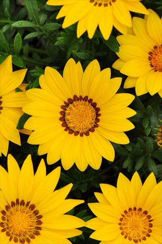 foto van een variëteit aan bloemen, te gebruiken als: Perkplant / Borders Gazania rigens New Day F1 Yellow