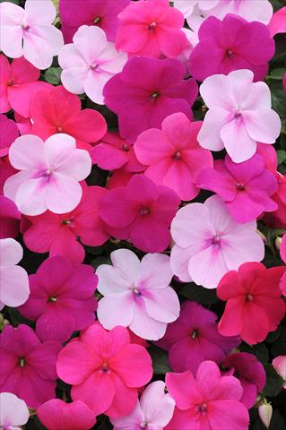 foto van een variëteit aan bloemen, te gebruiken als: Pot - en perkplant Impatiens walleriana Impreza™ Passion Mixture