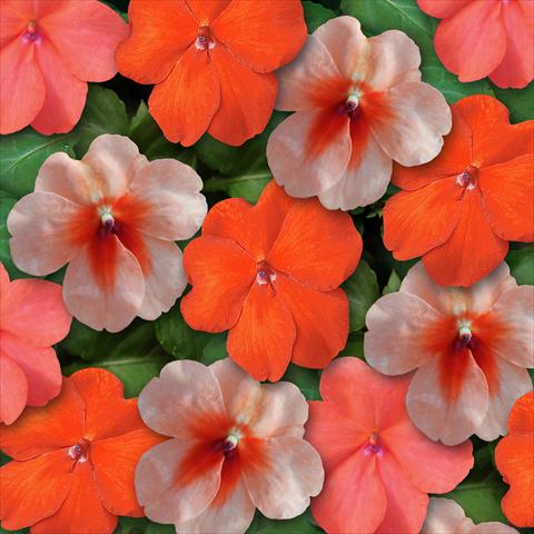 foto van een variëteit aan bloemen, te gebruiken als: Pot - en perkplant Impatiens walleriana Super Elfin™ XP Sedona Mixture