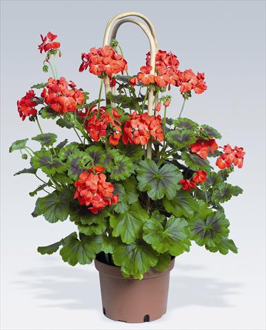 foto van een variëteit aan bloemen, te gebruiken als: Potplant, perkplant, patioplant Pelargonium zonale pac® Antik Scarlet
