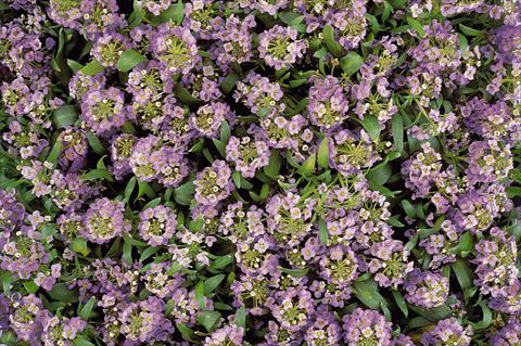 foto van een variëteit aan bloemen, te gebruiken als: Pot - en perkplant Lobularia maritima Easter Bonnet Lavender