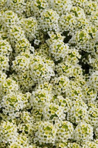 foto van een variëteit aan bloemen, te gebruiken als: Pot - en perkplant Lobularia maritima Easter Bonnet Lemonade
