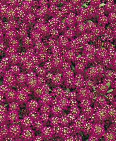 foto van een variëteit aan bloemen, te gebruiken als: Pot - en perkplant Lobularia maritima Easter Bonnet Violet