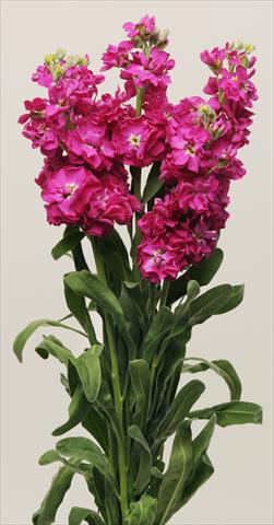 foto van een variëteit aan bloemen, te gebruiken als: Perkplant / Borders Matthiola incana Katz Crimson