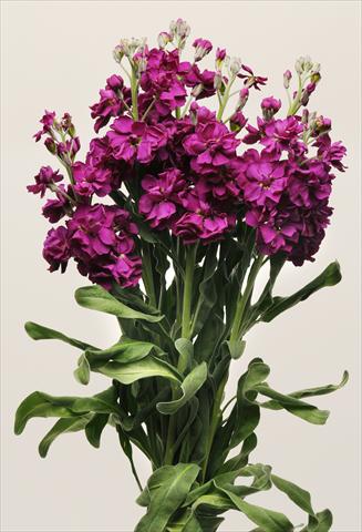 foto van een variëteit aan bloemen, te gebruiken als: Perkplant / Borders Matthiola incana Katz Purple