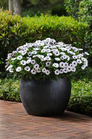 foto van een variëteit aan bloemen, te gebruiken als: Pot - en perkplant Osteospermum ecklonis Akila White