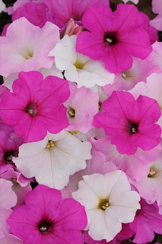 foto van een variëteit aan bloemen, te gebruiken als: Potplant, perkplant, patioplant, korfplant Petunia x hybrida Easy Wave™ Sweet Tart Mixture