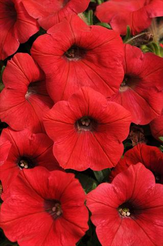 foto van een variëteit aan bloemen, te gebruiken als: Potplant, perkplant, patioplant, korfplant Petunia x hybrida Shock Wave™ Red