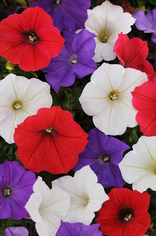 foto van een variëteit aan bloemen, te gebruiken als: Potplant, perkplant, patioplant, korfplant Petunia x hybrida Shock Wave™ Volt Mixture