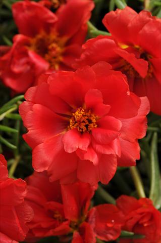 foto van een variëteit aan bloemen, te gebruiken als: Perkplant, patioplant, korfplant Portulaca Happy Hour Deep Red