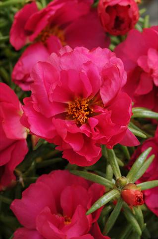 foto van een variëteit aan bloemen, te gebruiken als: Perkplant, patioplant, korfplant Portulaca Happy Hour Fuchsia