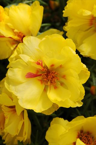 foto van een variëteit aan bloemen, te gebruiken als: Perkplant, patioplant, korfplant Portulaca Happy Hour Lemon