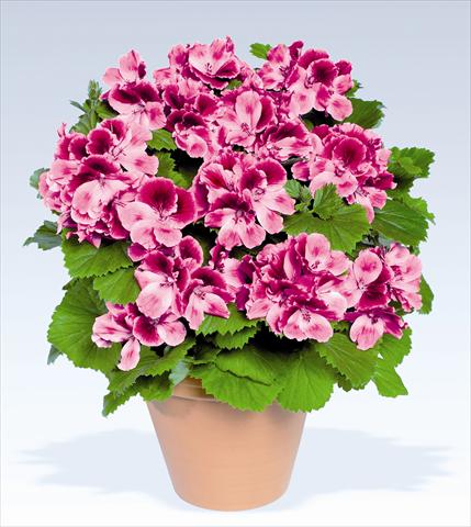 foto van een variëteit aan bloemen, te gebruiken als: Potplant, perkplant, patioplant Pelargonium grandiflorum pac® Aristo® Candy